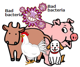 Micro Mighty,microbiologic agent,COMPLEX MICROORGANISM PREPARATION, FEED ADDITIVE,ADDITIVE FOR FEED, FEED ADDITIVE FOR LIVESTOCK,ANIMAL FEED ADDITIVE,USEFUL LIVE BACTERIUM PHARMACEUTICAL PREPARATION,PHARMACEUTICAL PREPARATION INCLUDING USEFUL LIVE BACTERIUM,mixture of ground animal feeds,mixed feed,mixed diet